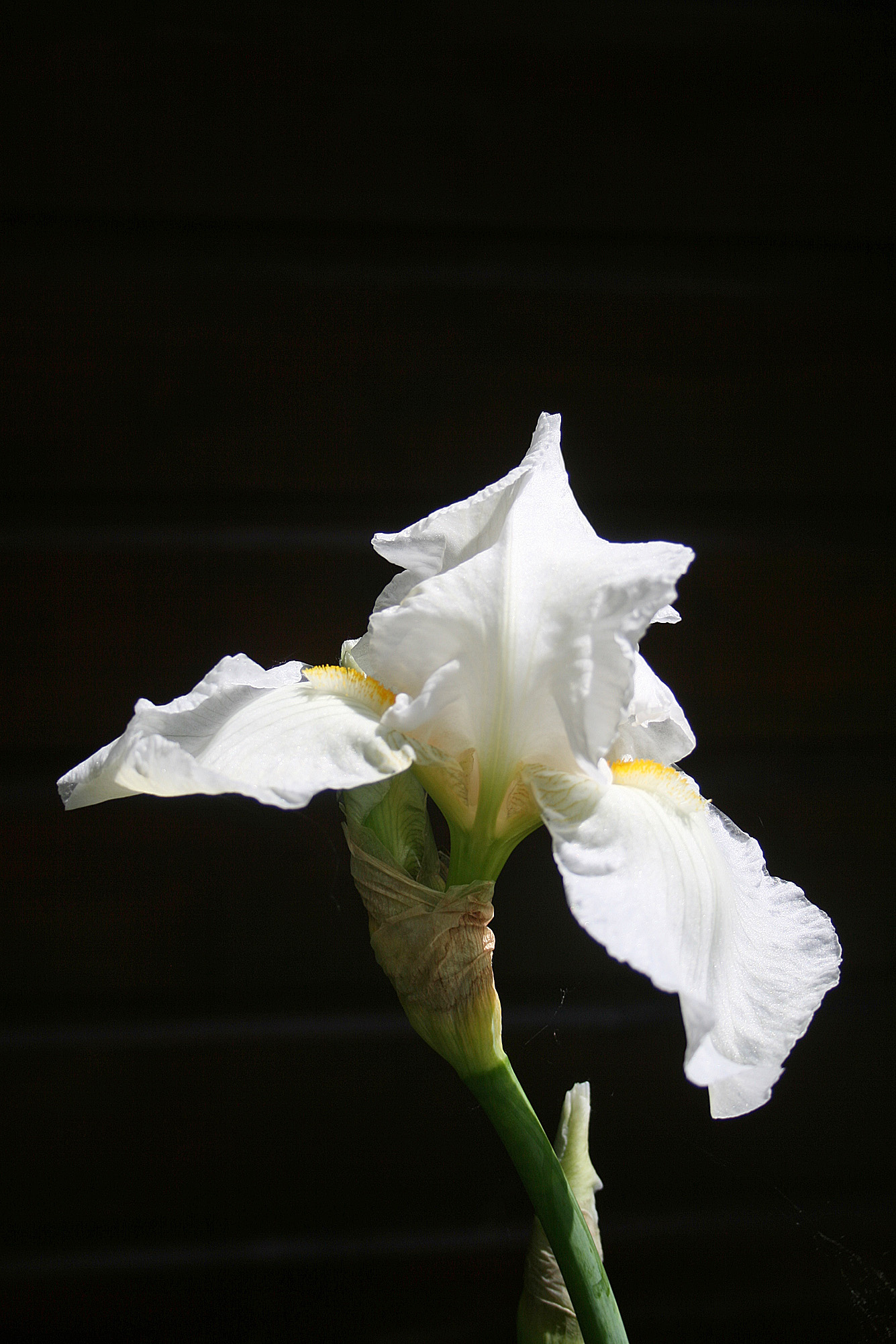 Magie quotidienne : un iris blanc ! – Mes ailleurs