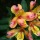 Lys des Incas ou alstroemeria, fleur de la félicité