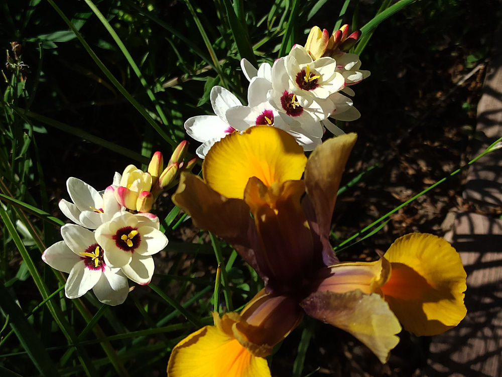Dans le jardin : les iris de Hollande